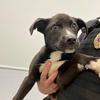 adopt a pet