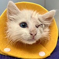adopt a pet