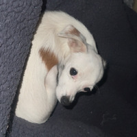 adopt-pet