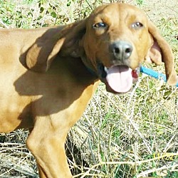 Thumbnail photo of Julep,precious hound baby gir #4
