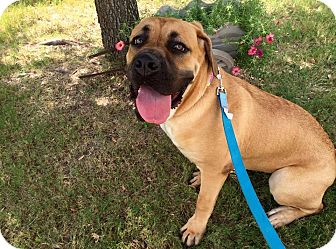 cane corso bullmastiff mix