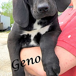 Thumbnail photo of Geno~adopted! #1