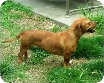 redbone coonhound dachshund mix