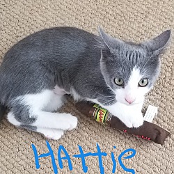Photo of Hattie ** Talker**