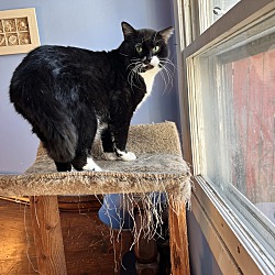 Photo of Wilbur-FeLV+ and FIV+