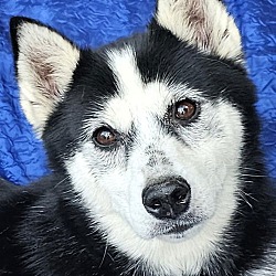 Thumbnail photo of Candy Klee Kai #1