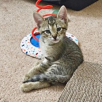 adopt a pet