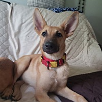 adopt a pet