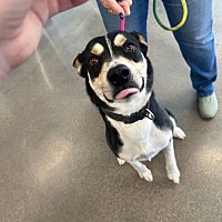 adopt a pet