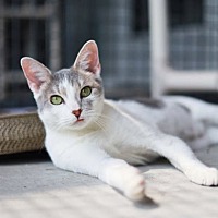 adopt a pet
