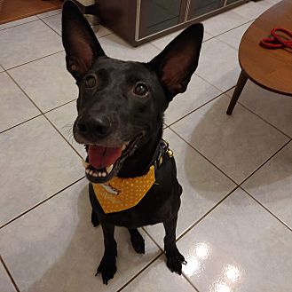 Adopt A Pet Petsmart Charities