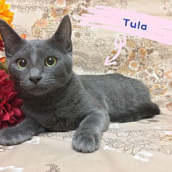 Thumbnail photo of Tula #2