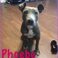 Photo of Phoebe