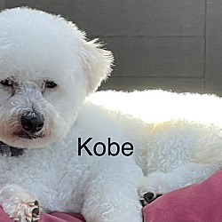 Thumbnail photo of Kobe #1