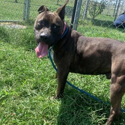 Photo of Bruno (Obedience Trained)