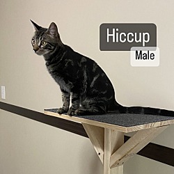 Thumbnail photo of Hiccup,Baxter,Bindi #3