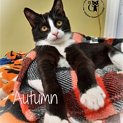 Photo of Autumn