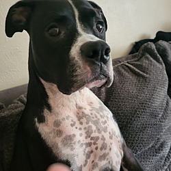 Photo of Apache