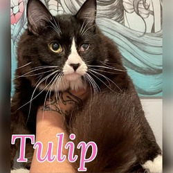 Thumbnail photo of Tulip #1