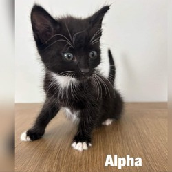 Photo of Alpha