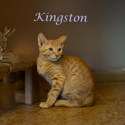 Thumbnail photo of Kingston (C24-137) #2