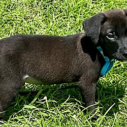 Thumbnail photo of Snax-Adorable Little Lab Mix Pup #2