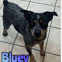 Thumbnail photo of BLUEY #2