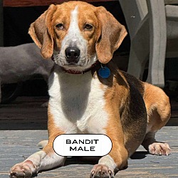 Thumbnail photo of Bandit #1