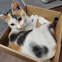 adopt a pet