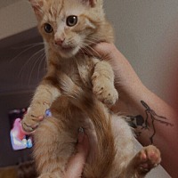 adopt a pet