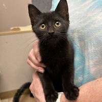 adopt-pet