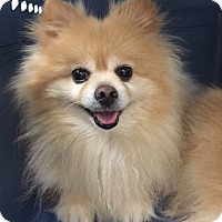 New York, NY - Pomeranian. Meet CoCo! a Pet for Adoption.