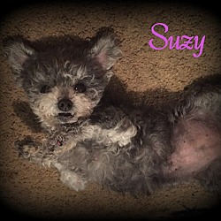 Thumbnail photo of Suzy #2