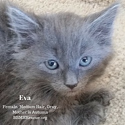 Thumbnail photo of Eva #1