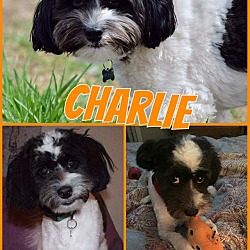 Thumbnail photo of Charlie #1