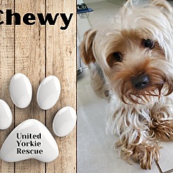 Photo of Chewy