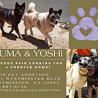 adopt a pet
