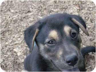 Alliance Oh Labrador Retriever Meet Lab Mix Pups A Pet For Adoption