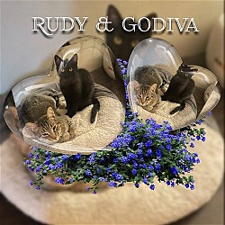 Thumbnail photo of Godivia/Rudy #2