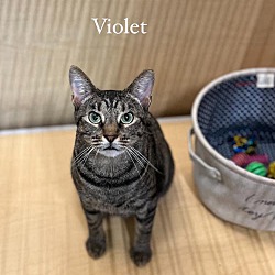 Thumbnail photo of Violet #1