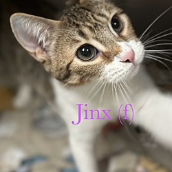 Photo of JINX (f)