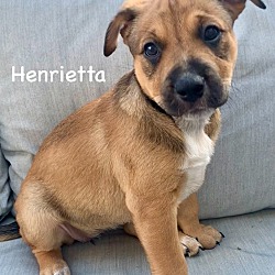Photo of Henrietta