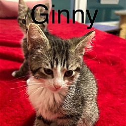 Photo of GINNY TH
