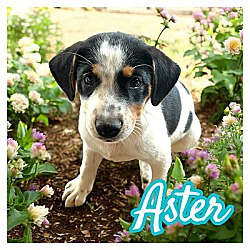 Photo of Aster