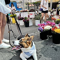 adopt a pet