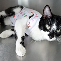 adopt a pet