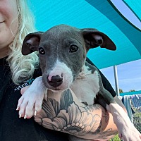 adopt a pet
