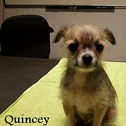 Thumbnail photo of Quincey #1
