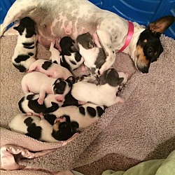 Thumbnail photo of Darla and her 9 Easterbunny's #4