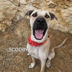 Thumbnail photo of Scooby #4